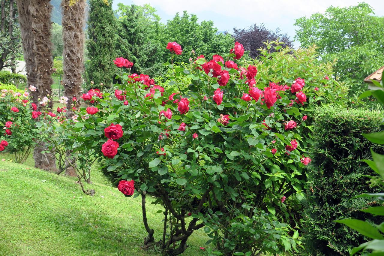 Bellagio Lake View Villa Oliveto Lario Zewnętrze zdjęcie